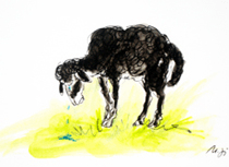 Illustration aus Auch schwarze Schafe werden geliebt