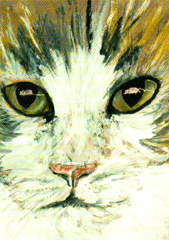 Portrait einer Katze